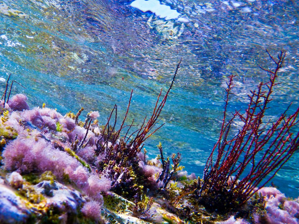 Alla scoperta dei fondali del mondo: immersioni tra coralli, relitti e fauna sorprendente